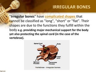 IRREGULAR BONES
• "Irregular bones" have complicated shapes that
cannot be classified as "long", "short" or "flat". Their
shapes are due to the functions they fulfill within the
body e.g. providing major mechanical support for the body
yet also protecting the spinal cord (in the case of the
vertebrae).
 