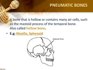 PNEUMATIC BONES
• A bone that is hollow or contains many air cells, such
as the mastoid process of the temporal bone.
Also called hollow bone.
• E.g; Maxilla, Sphenoid
 