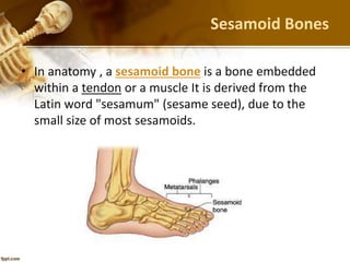 Sesamoid Bones
• In anatomy , a sesamoid bone is a bone embedded
within a tendon or a muscle It is derived from the
Latin word "sesamum" (sesame seed), due to the
small size of most sesamoids.
 