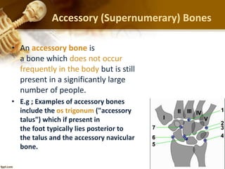 Accessory (Supernumerary) Bones
• An accessory bone is
a bone which does not occur
frequently in the body but is still
present in a significantly large
number of people.
• E.g ; Examples of accessory bones
include the os trigonum ("accessory
talus") which if present in
the foot typically lies posterior to
the talus and the accessory navicular
bone.
 
