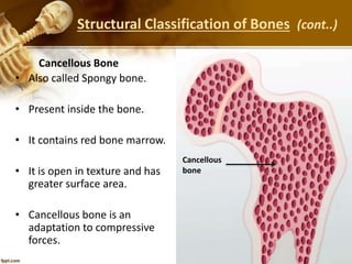 • Also called Spongy bone.
• Present inside the bone.
• It contains red bone marrow.
• It is open in texture and has
greater surface area.
• Cancellous bone is an
adaptation to compressive
forces.
Cancellous Bone
Cancellous
bone
Structural Classification of Bones (cont..)
 