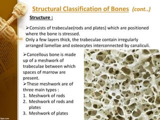 Consists of trabeculae(rods and plates) which are positioned
where the bone is stressed.
Only a few layers thick, the trabeculae contain irregularly
arranged lamellae and osteocytes interconnected by canaliculi.
Structure :
Cancellous bone is made
up of a meshwork of
trabeculae between which
spaces of marrow are
present.
These meshwork are of
three main types :
1. Meshwork of rods
2. Meshwork of rods and
plates
3. Meshwork of plates
Structural Classification of Bones (cont..)
 