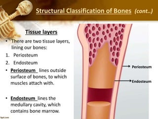 • There are two tissue layers,
lining our bones:
1. Periosteum
2. Endosteum
• Periosteum lines outside
surface of bones, to which
muscles attach with.
• Endosteum lines the
medullary cavity, which
contains bone marrow.
Tissue layers
Periosteum
Endosteum
Structural Classification of Bones (cont..)
 