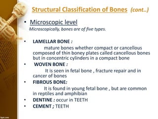 • Microscopic level
Microscopically, bones are of five types.
• LAMELLAR BONE :
mature bones whether compact or cancellous
composed of thin boney plates called cancellous bones
but in concentric cylinders in a compact bone
• WOVEN BONE :
It is seen in fetal bone , fracture repair and in
cancer of bones
• FIBROUS BONE:
It is found in young fetal bone , but are common
in reptiles and amphibian
• DENTINE : occur in TEETH
• CEMENT ; TEETH
Structural Classification of Bones (cont..)
 
