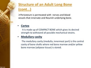 Structure of an Adult Long Bone
(cont…)
• Cortex
It is made up of COMPACT BONE which gives its desired
strength to withstand all possible mechanical strains.
• Medullary cavity
The medullary cavity (medulla, innermost part) is the central
cavity of bone shafts where red bone marrow and/or yellow
bone marrow (adipose tissue) is stored.
Periosteum is permeated with nerves and blood
vessels that innervate and Nourish underlying bone.
 