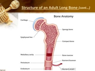 Structure of an Adult Long Bone (cont…)
 