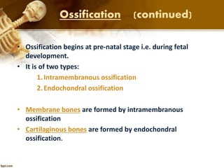 Ossification (continued)
• Ossification begins at pre-natal stage i.e. during fetal
development.
• It is of two types:
1.Intramembranous ossification
2.Endochondral ossification
• Membrane bones are formed by intramembranous
ossification
• Cartilaginous bones are formed by endochondral
ossification.
 