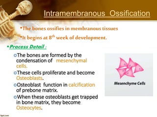 Intramembranous Ossification
•The bones ossifies in membranous tissues
•It begins at 8th week of development.
The bones are formed by the
condensation of mesenchymal
cells.
These cells proliferate and become
Osteoblasts.
Osteoblast function in calcification
of prebone matrix.
When these osteoblasts get trapped
in bone matrix, they become
Osteocytes.
Process Detail :
 