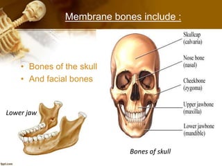 Lower jaw
Bones of skull
• Bones of the skull
• And facial bones
Membrane bones include :
 