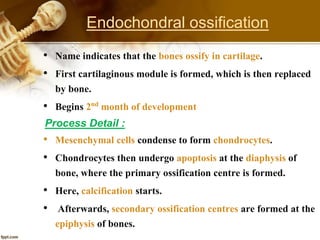 Endochondral ossification
• Name indicates that the bones ossify in cartilage.
• First cartilaginous module is formed, which is then replaced
by bone.
• Begins 2nd month of development
Process Detail :
• Mesenchymal cells condense to form chondrocytes.
• Chondrocytes then undergo apoptosis at the diaphysis of
bone, where the primary ossification centre is formed.
• Here, calcification starts.
• Afterwards, secondary ossification centres are formed at the
epiphysis of bones.
 