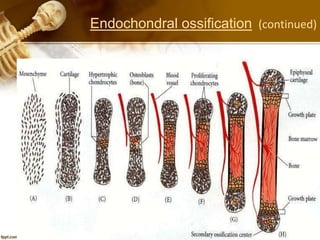 Endochondral ossification (continued)
 