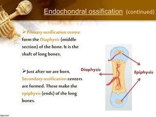 Primary ossification centre
form the Diaphysis (middle
section) of the bone.It is the
shaft of long bones.
Just after we are born,
Secondary ossification centers
are formed. Thesemake the
epiphysis (ends) of the long
bones.
Epiphysis
Diaphysis
Endochondral ossification (continued)
 