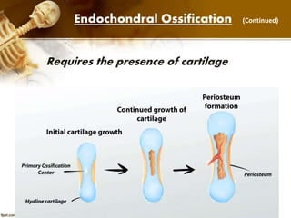Endochondral Ossification (Continued)
Requires the presence of cartilage
 