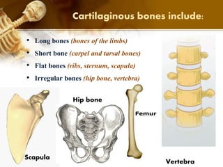 Cartilaginous bones include:
Scapula
Vertebra
Hip bone
• Long bones (bones of the limbs)
• Short bone (carpel and tarsal bones)
• Flat bones (ribs, sternum, scapula)
• Irregular bones (hip bone, vertebra)
 