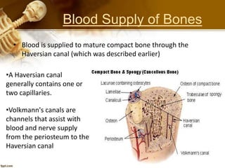 Blood Supply of Bones
• Blood is supplied to mature compact bone through the
Haversian canal (which was described earlier)
•A Haversian canal
generally contains one or
two capillaries.
•Volkmann's canals are
channels that assist with
blood and nerve supply
from the periosteum to the
Haversian canal
 
