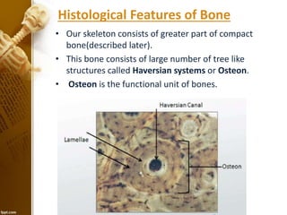 Histological Features of Bone
• Our skeleton consists of greater part of compact
bone(described later).
• This bone consists of large number of tree like
structures called Haversian systems or Osteon.
• Osteon is the functional unit of bones.
 