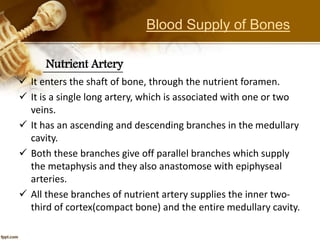 Nutrient Artery
 It enters the shaft of bone, through the nutrient foramen.
 It is a single long artery, which is associated with one or two
veins.
 It has an ascending and descending branches in the medullary
cavity.
 Both these branches give off parallel branches which supply
the metaphysis and they also anastomose with epiphyseal
arteries.
 All these branches of nutrient artery supplies the inner two-
third of cortex(compact bone) and the entire medullary cavity.
Blood Supply of Bones
 