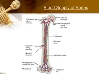 Blood Supply of Bones
 