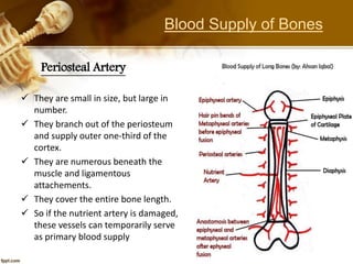 Periosteal Artery
 They are small in size, but large in
number.
 They branch out of the periosteum
and supply outer one-third of the
cortex.
 They are numerous beneath the
muscle and ligamentous
attachements.
 They cover the entire bone length.
 So if the nutrient artery is damaged,
these vessels can temporarily serve
as primary blood supply
Blood Supply of Bones
 