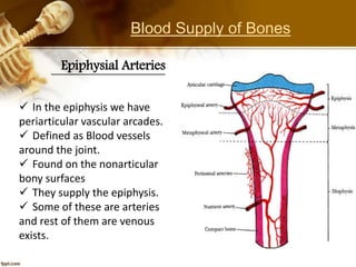 Epiphysial Arteries
 In the epiphysis we have
periarticular vascular arcades.
 Defined as Blood vessels
around the joint.
 Found on the nonarticular
bony surfaces
 They supply the epiphysis.
 Some of these are arteries
and rest of them are venous
exists.
Blood Supply of Bones
 