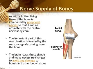 Nerve Supply of Bones
• As with all other living
tissues, the bone is
innervated by peripheral
nerves so that it can co
ordinate with the central
nervous system .
• The important part of this
coordination is formed by the
sensory signals coming from
the bone .
• The brain reads these signals
and make necessary changes
to avoid any damage to
bones and other body tissues
.
 
