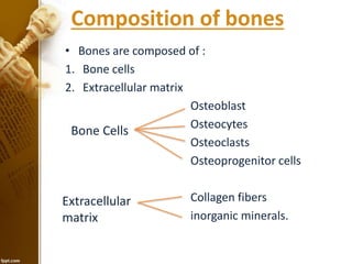 Composition of bones
• Bones are composed of :
1. Bone cells
2. Extracellular matrix
Osteoblast
Osteocytes
Osteoclasts
Osteoprogenitor cells
Collagen fibers
inorganic minerals.
Bone Cells
Extracellular
matrix
 
