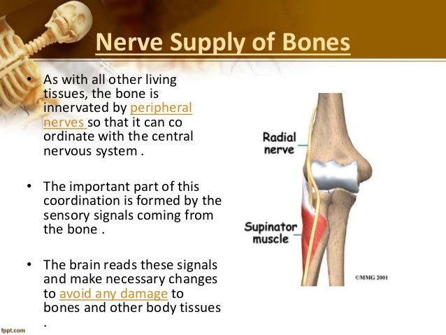 Presentation on bones Presentation on bones