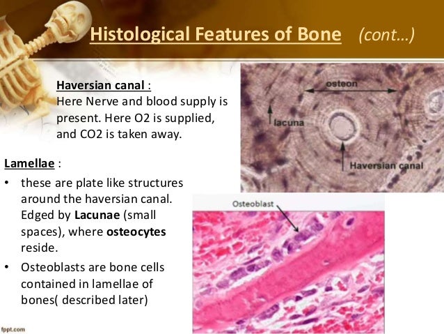 Presentation on bones Presentation on bones