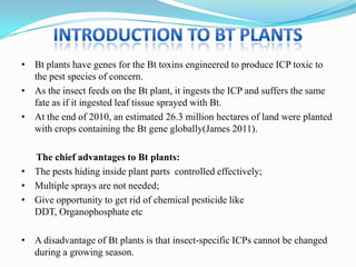 BT crops | PPTX