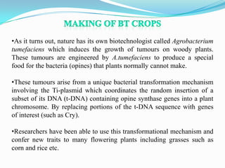 BT crops | PPTX