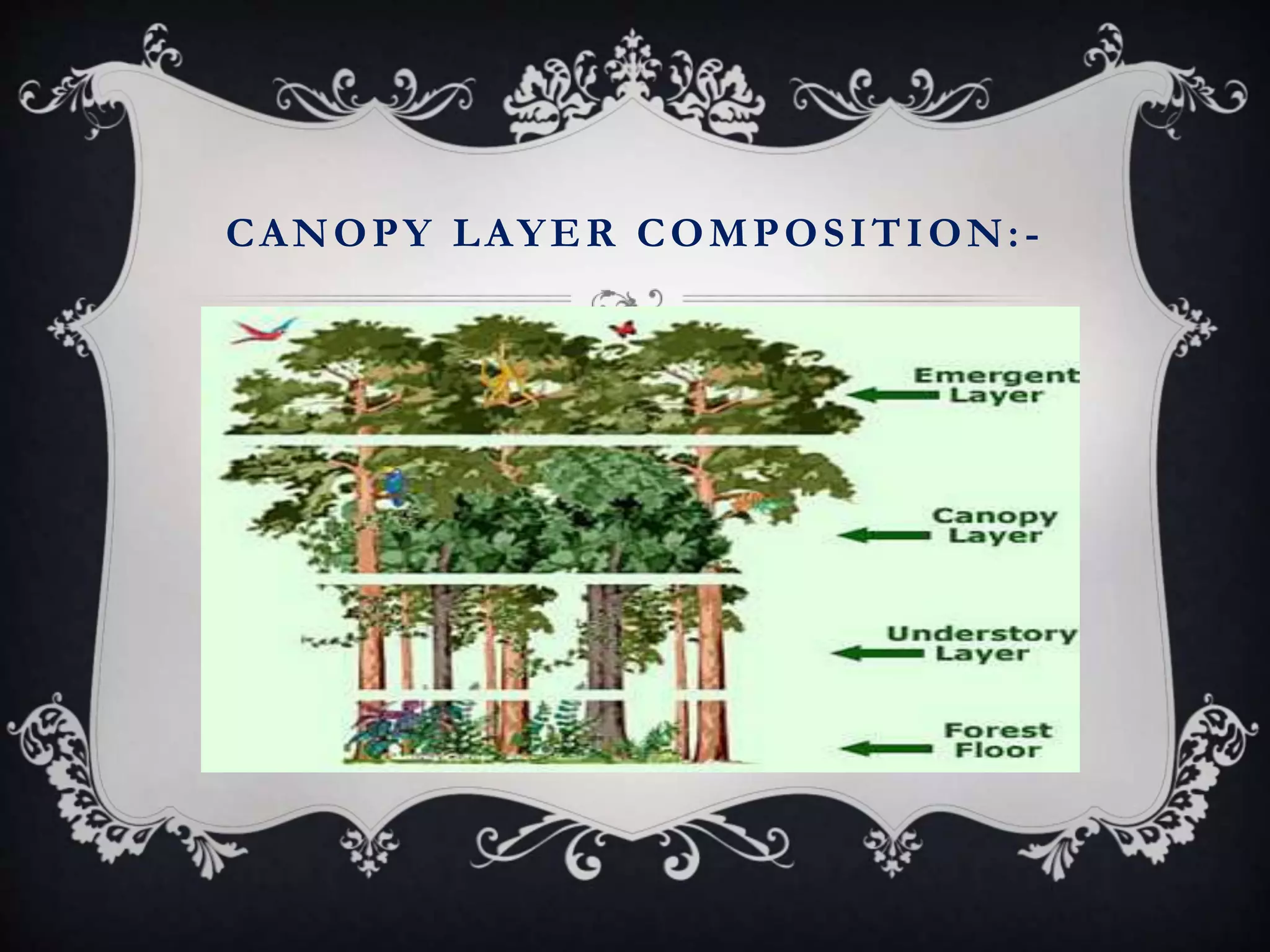 CANOPY LAYER COMPOSITION:-
 