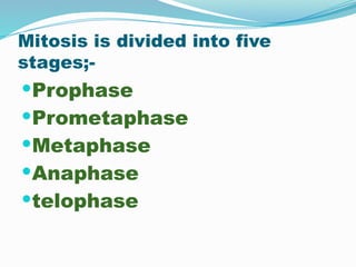 Mitosis is divided into five
stages;-
Prophase
Prometaphase
Metaphase
Anaphase
telophase
 