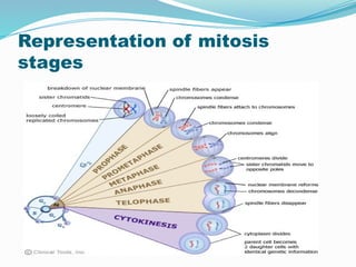 Representation of mitosis
stages
 