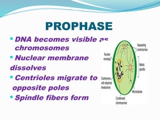 PROPHASE
 DNA becomes visible as
chromosomes
 Nuclear membrane
dissolves
 Centrioles migrate to
opposite poles
 Spindle fibers form
 