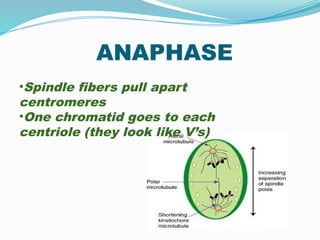 ANAPHASE
•Spindle fibers pull apart
centromeres
•One chromatid goes to each
centriole (they look like V’s)
 