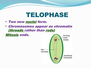 TELOPHASE
• Two new nuclei form.
• Chromosomes appear as chromatin
(threads rather than rods).
Mitosis ends.
 