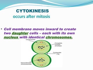 CYTOKINESIS
occurs after mitosis
• Cell membrane moves inward to create
two daughter cells – each with its own
nucleus with identical chromosomes.
 