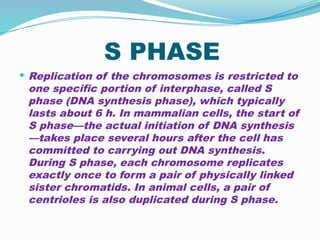 S PHASE
 Replication of the chromosomes is restricted to
one specific portion of interphase, called S
phase (DNA synthesis phase), which typically
lasts about 6 h. In mammalian cells, the start of
S phase—the actual initiation of DNA synthesis
—takes place several hours after the cell has
committed to carrying out DNA synthesis.
During S phase, each chromosome replicates
exactly once to form a pair of physically linked
sister chromatids. In animal cells, a pair of
centrioles is also duplicated during S phase.
 
