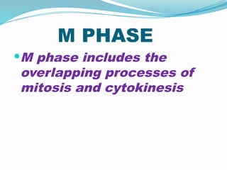 M PHASE
M phase includes the
overlapping processes of
mitosis and cytokinesis
 