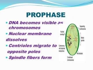 PROPHASE
 DNA becomes visible as
  chromosomes
 Nuclear membrane
dissolves
 Centrioles migrate to
 opposite poles
 Spindle fibers form
 