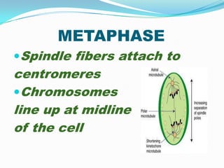 METAPHASE
Spindle fibers attach to
centromeres
Chromosomes
line up at midline
of the cell
 