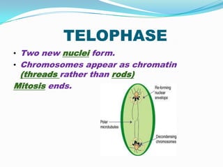 TELOPHASE
• Two new nuclei form.
• Chromosomes appear as chromatin
 (threads rather than rods).
Mitosis ends.
 
