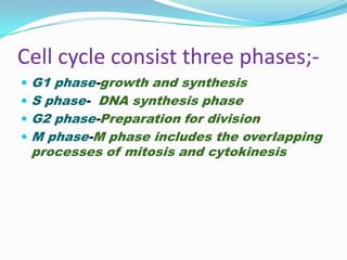 Cell cycle consist three phases;-
 G1 phase-growth and synthesis
 S phase- DNA synthesis phase
 G2 phase-Preparation for division
 M phase-M phase includes the overlapping
 processes of mitosis and cytokinesis
 