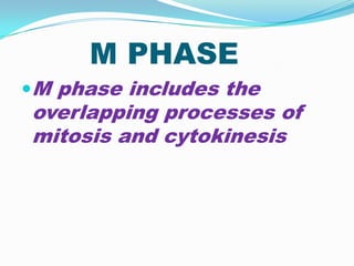 M PHASE
M phase includes the
overlapping processes of
mitosis and cytokinesis
 