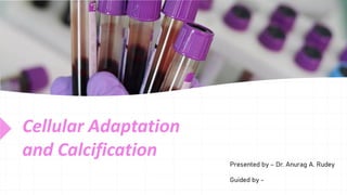 Cellular Adaptation
and Calcification
Presented by – Dr. Anurag A. Rudey
Guided by -
 