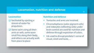 Locomotion, nutrition and defense
Locomotion
 facilitated by ejecting a
stream of water for
propulsion.
 Some swim using all their
arms or web, some wave
small fins along their body,
and others can actually walk
from place to place
Nutrition and defense
 Tentacles and arms are involved.
 Chromatophores (color pigment cells)
and iridocytes (reflecting cells) under
brain control are used for nutrition and
defense through exposition of colors.
 Ink used to disrupt predator’s sense of
visual, smell and taste,…
10
 
