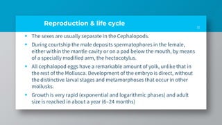 Reproduction & life cycle
 The sexes are usually separate in the Cephalopods.
 During courtship the male deposits spermatophores in the female,
either within the mantle cavity or on a pad below the mouth, by means
of a specially modified arm, the hectocotylus.
 All cephalopod eggs have a remarkable amount of yolk, unlike that in
the rest of the Mollusca. Development of the embryo is direct, without
the distinctive larval stages and metamorphoses that occur in other
mollusks.
 Growth is very rapid (exponential and logarithmic phases) and adult
size is reached in about a year (6–24 months)
11
 