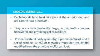 CHARACTERISTICS…
» Cephalopods have beak-like jaws at the anterior end and
are carnivorous predators .
» They are characteristically large, active, with complex
behavioral and physiological capabilities
» Present bilateral body symmetry, a prominent head, and a
set of arms (8, 10, 90) or tentacles (muscular hydrostats)
modified from the primitive molluscan foot.
7
 