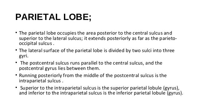 The Cerebral Cortex by Dr. NIda Kanwal, Neurosrugery LNH ...