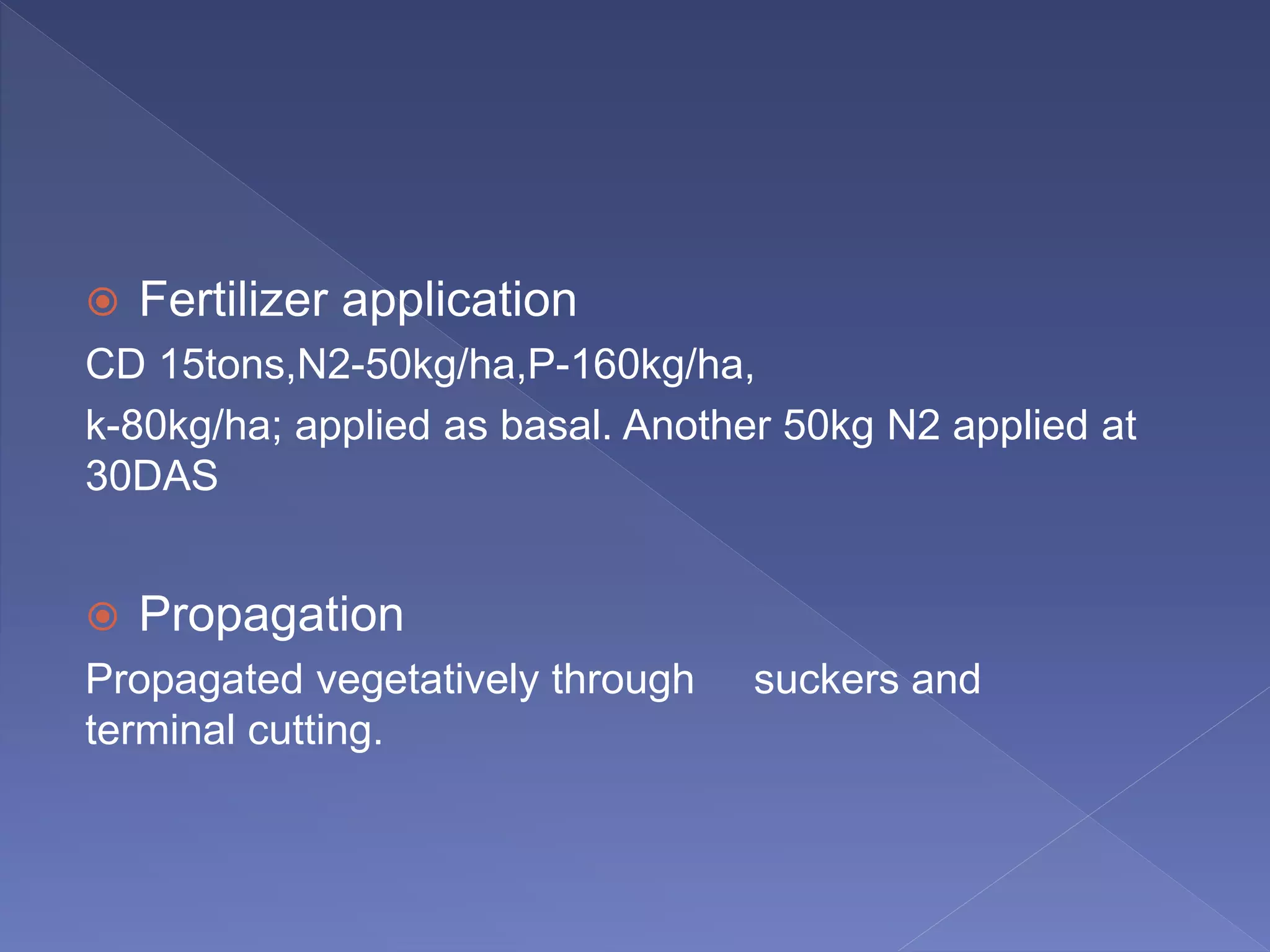 presentation-on-chrysanthemum-ppt